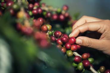 La biodiversidad del ecuador permite cultivar un café de excelente calidad.