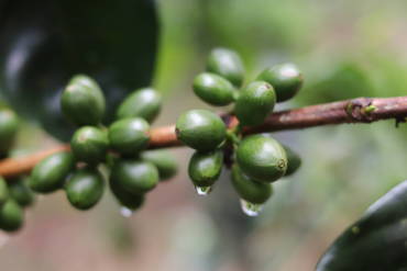 Cultivo de café y el cambio climático.