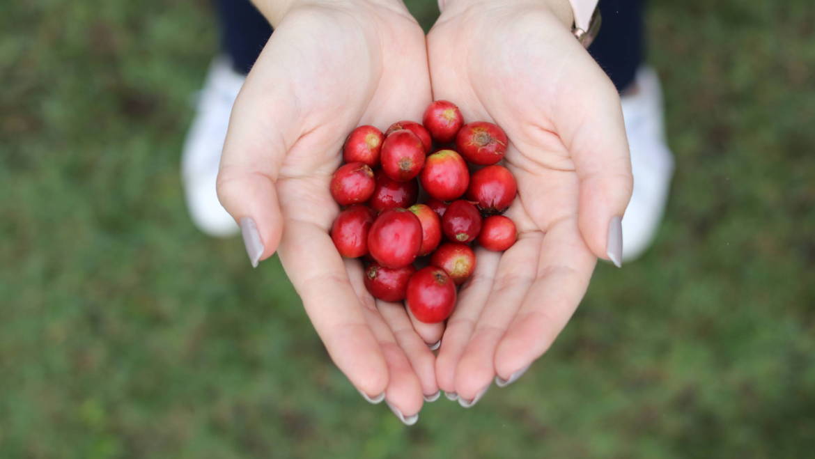 Como se hace el café: de la planta a la taza.