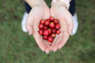 Como se hace el café: de la planta a la taza.