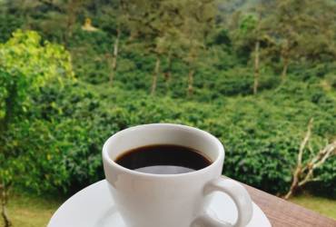 El café de especialidad: un viaje aromático en Ecuador