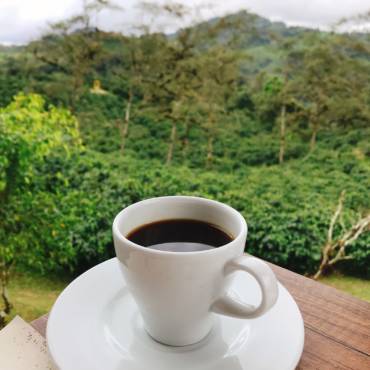 El café de especialidad: un viaje aromático en Ecuador